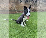 Small #2 American Pit Bull Terrier-Huskies  Mix