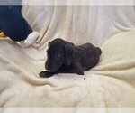 Small Photo #22 Great Dane Puppy For Sale in BARTLETT, IL, USA