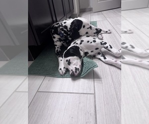 Mother of the Dalmatian puppies born on 01/23/2026