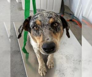 Collie Dogs for adoption in Bakersfield, CA, USA