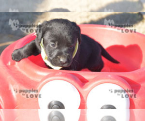 Labrador Retriever Puppy for sale in SANGER, TX, USA