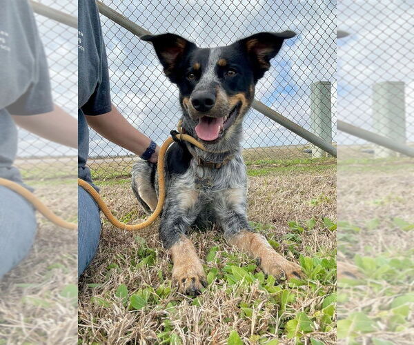 Medium Photo #3 Mutt Puppy For Sale in Abbeville, LA, USA
