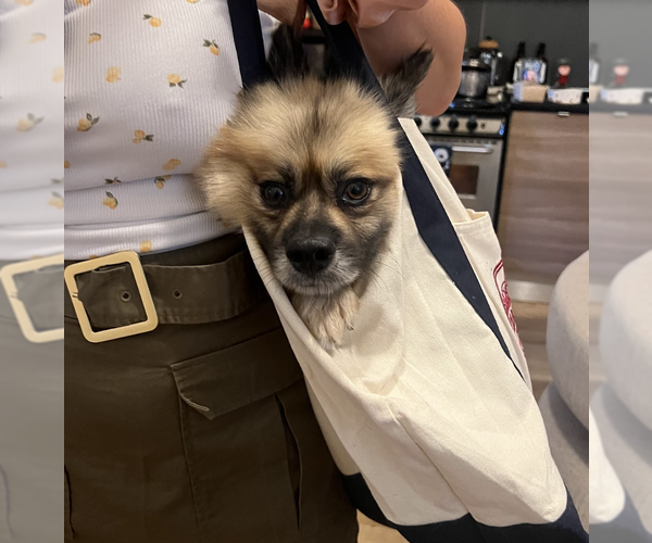 Medium Photo #2 Pomeranian-Unknown Mix Puppy For Sale in Brooklyn, NY, USA