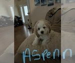 Small Photo #1 Cocker Spaniel Puppy For Sale in FLOWERY BRANCH, GA, USA