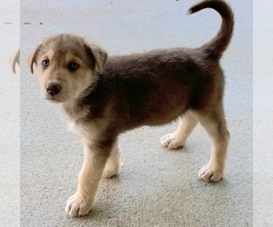 Alaskan Husky-German Shepherd Dog Mix Puppy for sale in DELAND, FL, USA