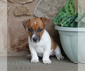 Jack Russell Terrier Puppy for sale in EAST EARL, PA, USA