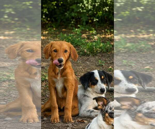 Medium Photo #2 Pyrenees Border Collie Puppy For Sale in Oakhurst, NJ, USA