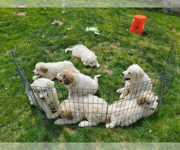 Medium Photo #2 Great Pyrenees Puppy For Sale in HAMILTON, MT, USA