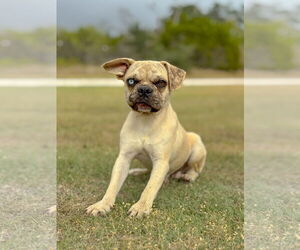 Pug-Unknown Mix Dogs for adoption in PIPE CREEK, TX, USA