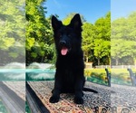 Small #5 German Shepherd Dog