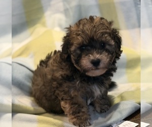 Havapoo Puppy for sale in GUTHRIE, KY, USA