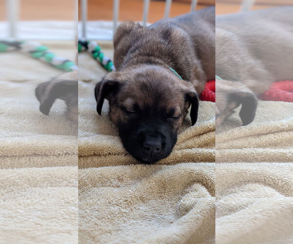 Medium Photo #7 German Shepherd Dog-Unknown Mix Puppy For Sale in Brooklyn Center, MN, USA