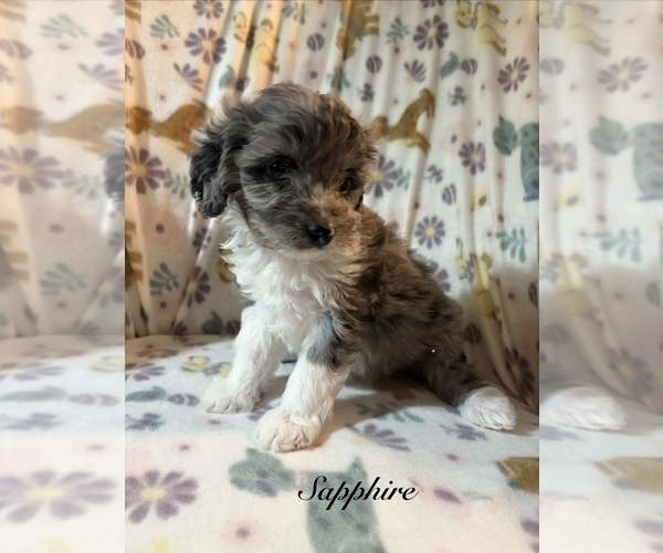 Medium Photo #4 Aussiedoodle Toy Puppy For Sale in RIDGEFIELD, WA, USA