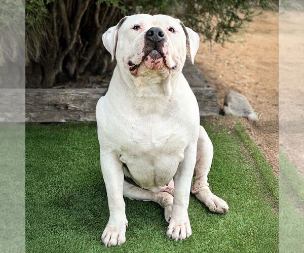 Medium Photo #2 Bulldog Puppy For Sale in Albuquerque, NM, USA