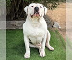 Small #1 Bulldog