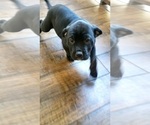 Puppy Black Female Cane Corso-Rottweiler Mix