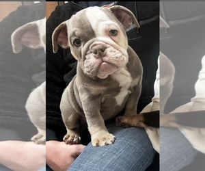 English Bulldog Puppy for sale in ROYAL OAK, MI, USA