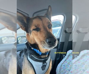 BUTTER BEAN - Female Mutt Dog for Adoption - Photo #3