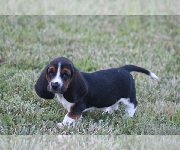 Medium Photo #49 Basset Hound Puppy For Sale in MEMPHIS, MO, USA