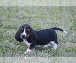 Small Photo #49 Basset Hound Puppy For Sale in MEMPHIS, MO, USA