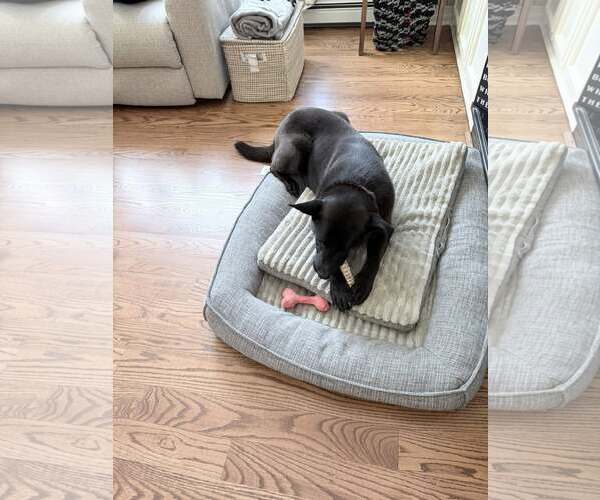 Medium Photo #8 Mutt Puppy For Sale in Woodbury, NY, USA