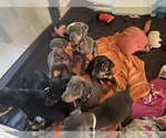 Puppy Grey collar Doberman Pinscher