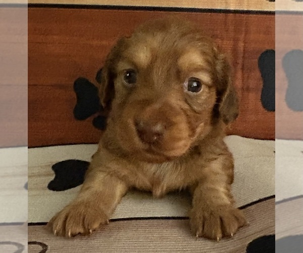 Medium Photo #2 Dachshund Puppy For Sale in CHARLOTTESVILLE, VA, USA