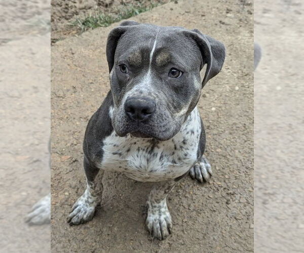 Medium Photo #2 American Pit Bull Terrier-Unknown Mix Puppy For Sale in Munford, TN, USA