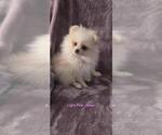 Puppy Rosie AKC Pomeranian