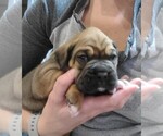 Puppy 2 Boxer