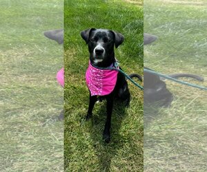 Labrador Retriever Dogs for adoption in Westminster, MD, USA