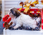 Small #10 Shih Tzu