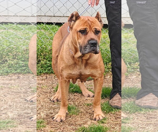 Medium Photo #3 Mutt Puppy For Sale in Talladega, AL, USA