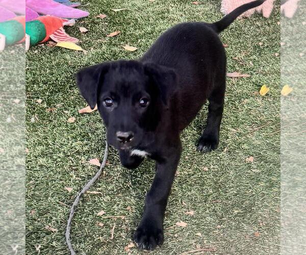 Medium Photo #3 Labrador Retriever-Unknown Mix Puppy For Sale in San Diego, CA, USA