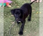 Small #2 Labrador Retriever Mix