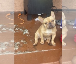 Father of the French Bulldog puppies born on 10/09/2025