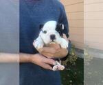Small Photo #5 Bulldog Puppy For Sale in CLEARWATER, MN, USA