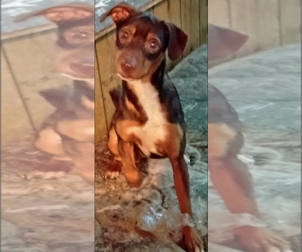 Medium Photo #4 Beagle-Unknown Mix Puppy For Sale in Rockaway, NJ, USA