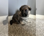 Small Photo #4 German Shepherd Dog Puppy For Sale in STOCKTON, IL, USA
