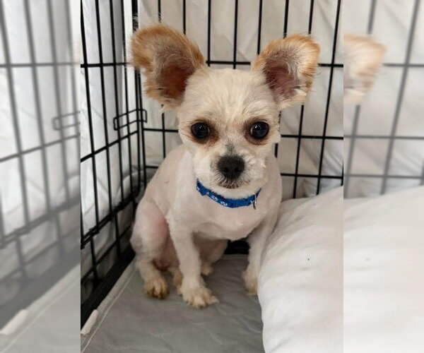 Medium Photo #5 Peke-A-Poo Puppy For Sale in San Diego, CA, USA