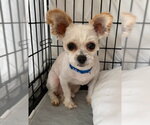 Small #4 Peke-A-Poo