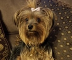 Small Photo #1 Yorkshire Terrier Puppy For Sale in MERCED, CA, USA