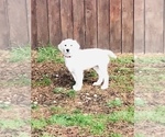Small Photo #15 Golden Retriever Puppy For Sale in FORT STEILACOOM, WA, USA