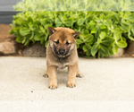 Small #3 Shiba Inu