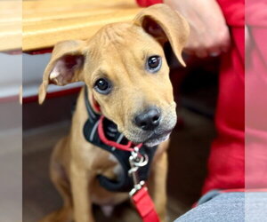 Mutt Dogs for adoption in Canton, CT, USA