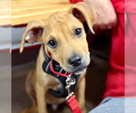 Flapjack - Male Mutt Dog for Adoption - Small photo