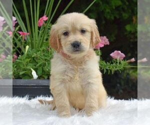 Golden Retriever Puppy for sale in NEWPORT, PA, USA