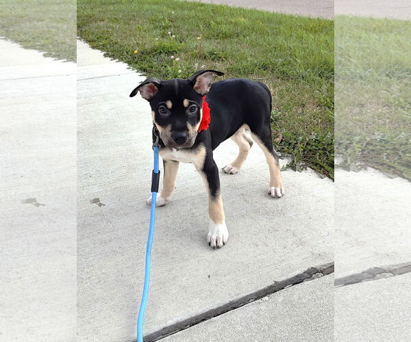Medium Photo #7 American Pit Bull Terrier-Labrador Retriever Mix Puppy For Sale in St. Louis Park, MN, USA
