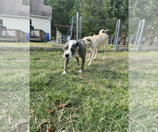 Medium Photo #3 Mutt Puppy For Sale in Garner, NC, USA