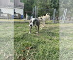 Small #2 Mutt